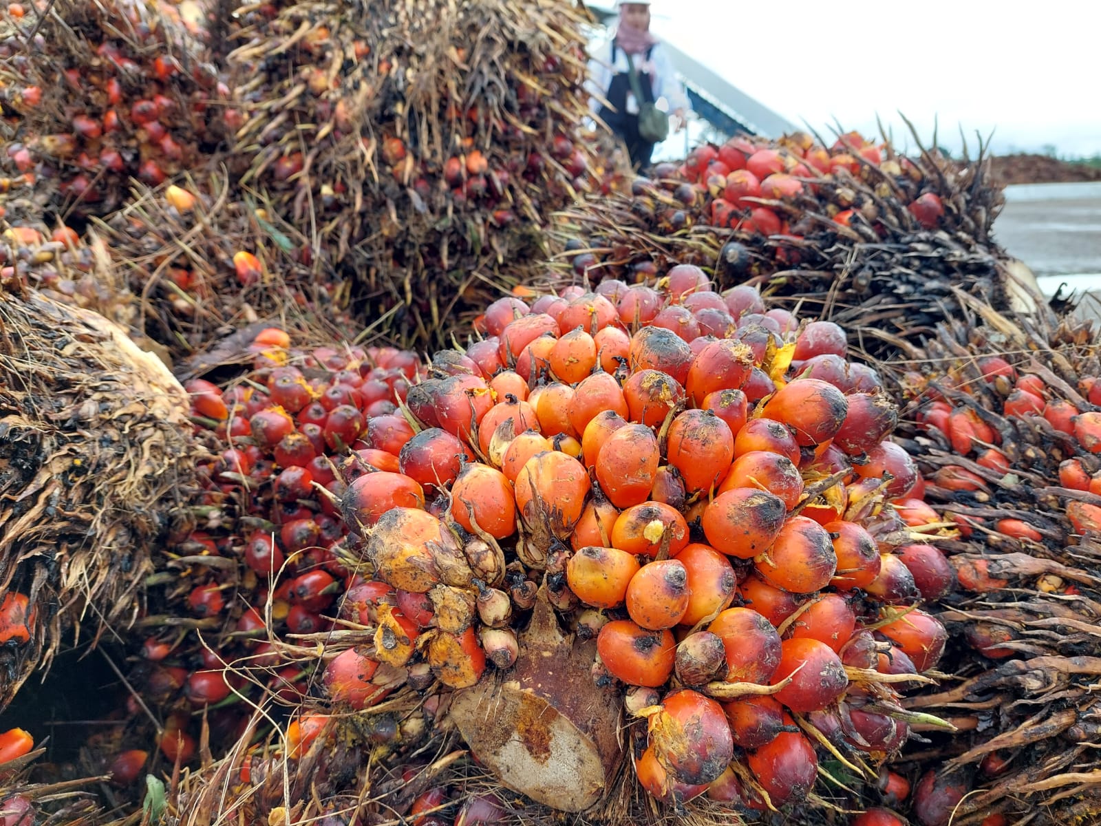 DONGKRAK PAD: Tumpukan buah tandan buah segar (TBS) di salah satu perusahaan di Bulungan.