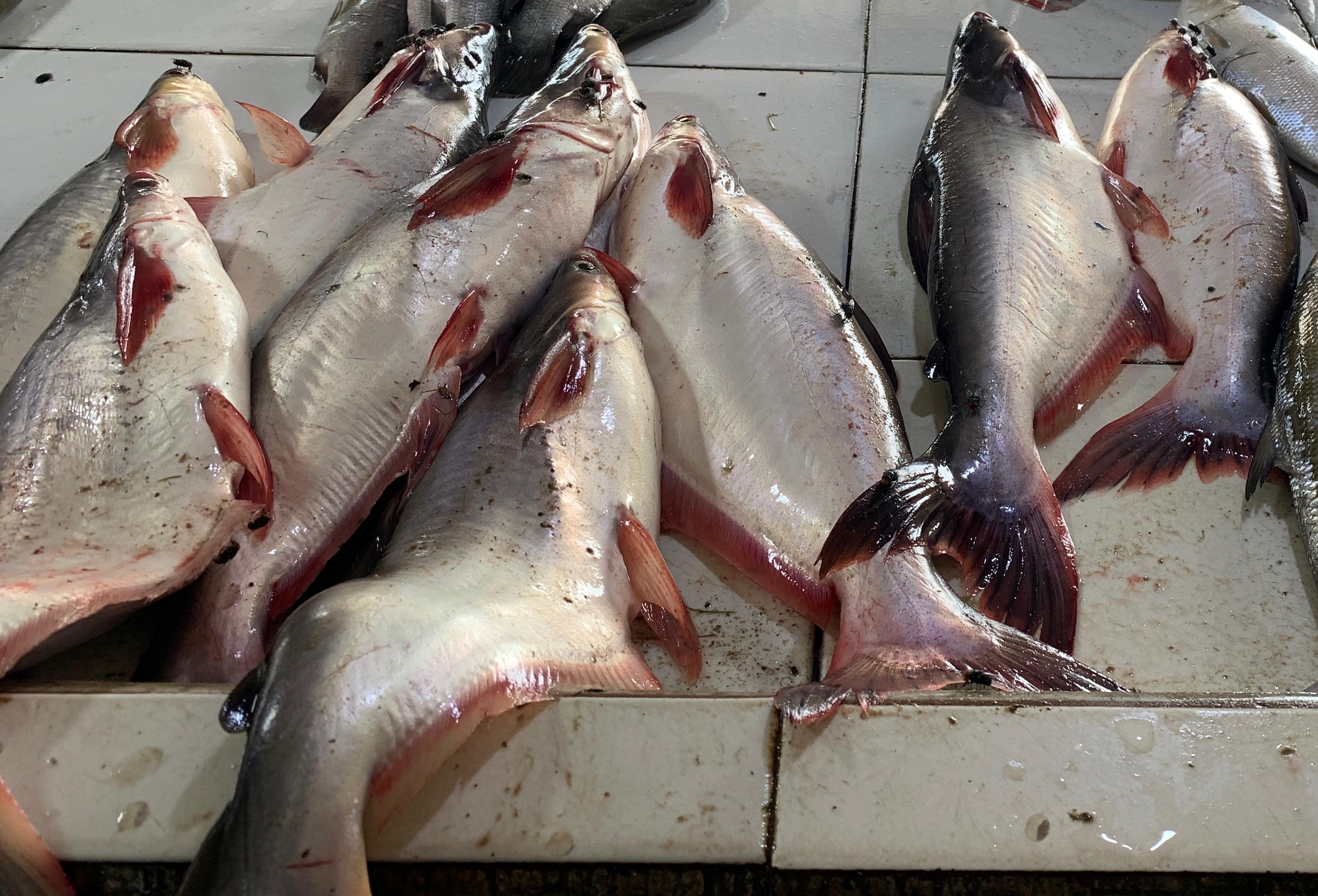 BUDI DAYA: Ikan Patin yang ada di Pasar Induk Malinau, salah satu komoditas paling diminati masyarakat Malinau.