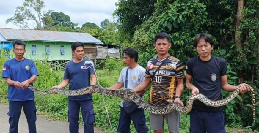 EVAKUASI: Personel Disdamkarmat Nunukan usai melakukan mengamankan ular yang masuk ke pemukim warga.  &nbsp;