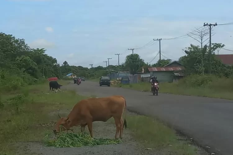 &lrm;MEMBAHAYAKAN: Pemilik ternak diharapkan menjaga atau mengandangkan hewan ternaknya agar tak berkeliaran di jalan.