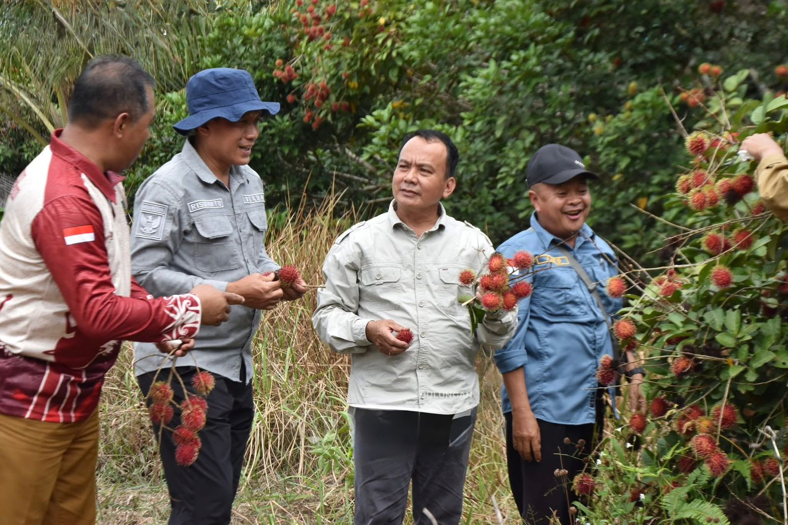 PERTANIAN: Wabup dan Sekda Bulungan ketika meninjau langsung salah satu kebun rambutan masyarakat di Desa Metun Sajau.