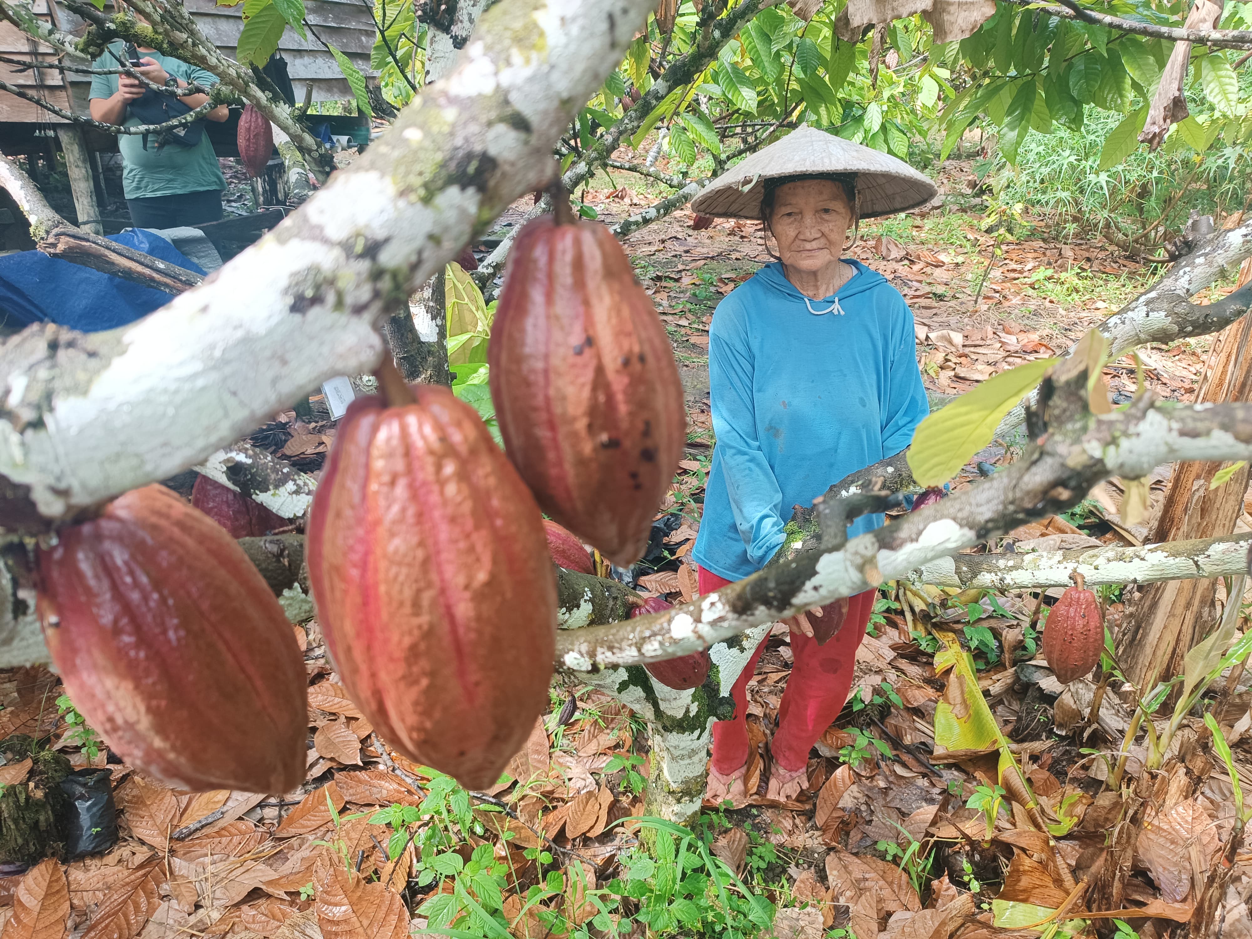 KOMODITAS: Salah satu perkebunan kakao di Bulungan.