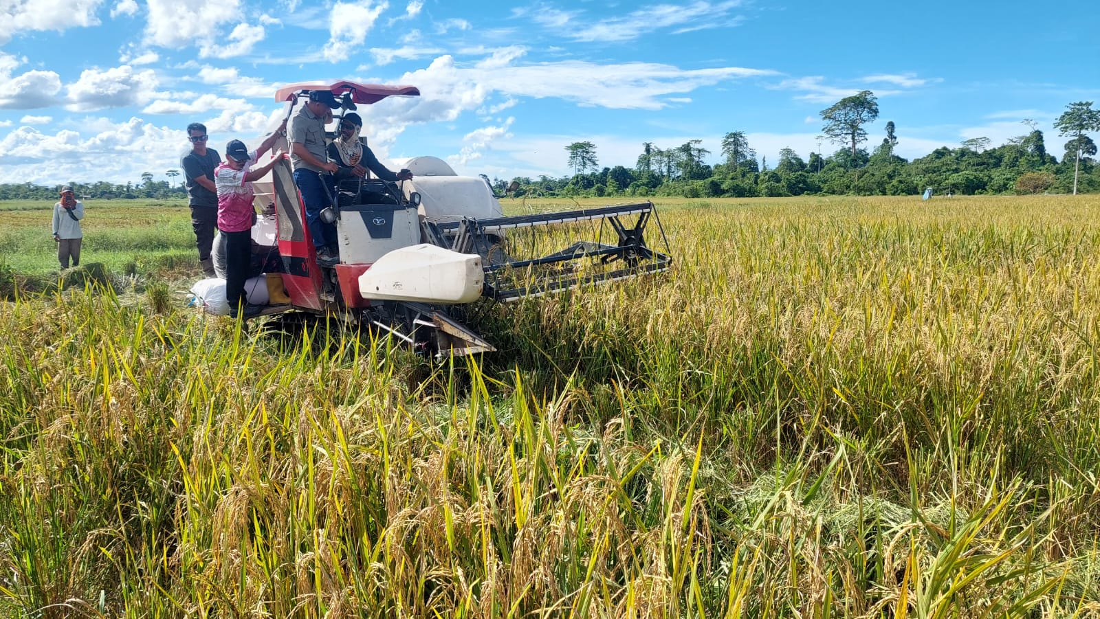 PANEN PADI: Bupati Bulungan memghadiri panen padi di Bulungan.