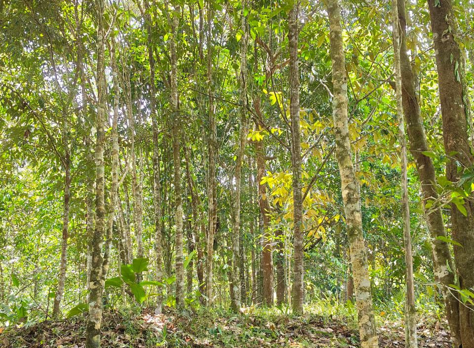 BERNILAI: Salah satu kebun Gaharu yang dimiliki masyarakat pedalaman Sungai Tubu.