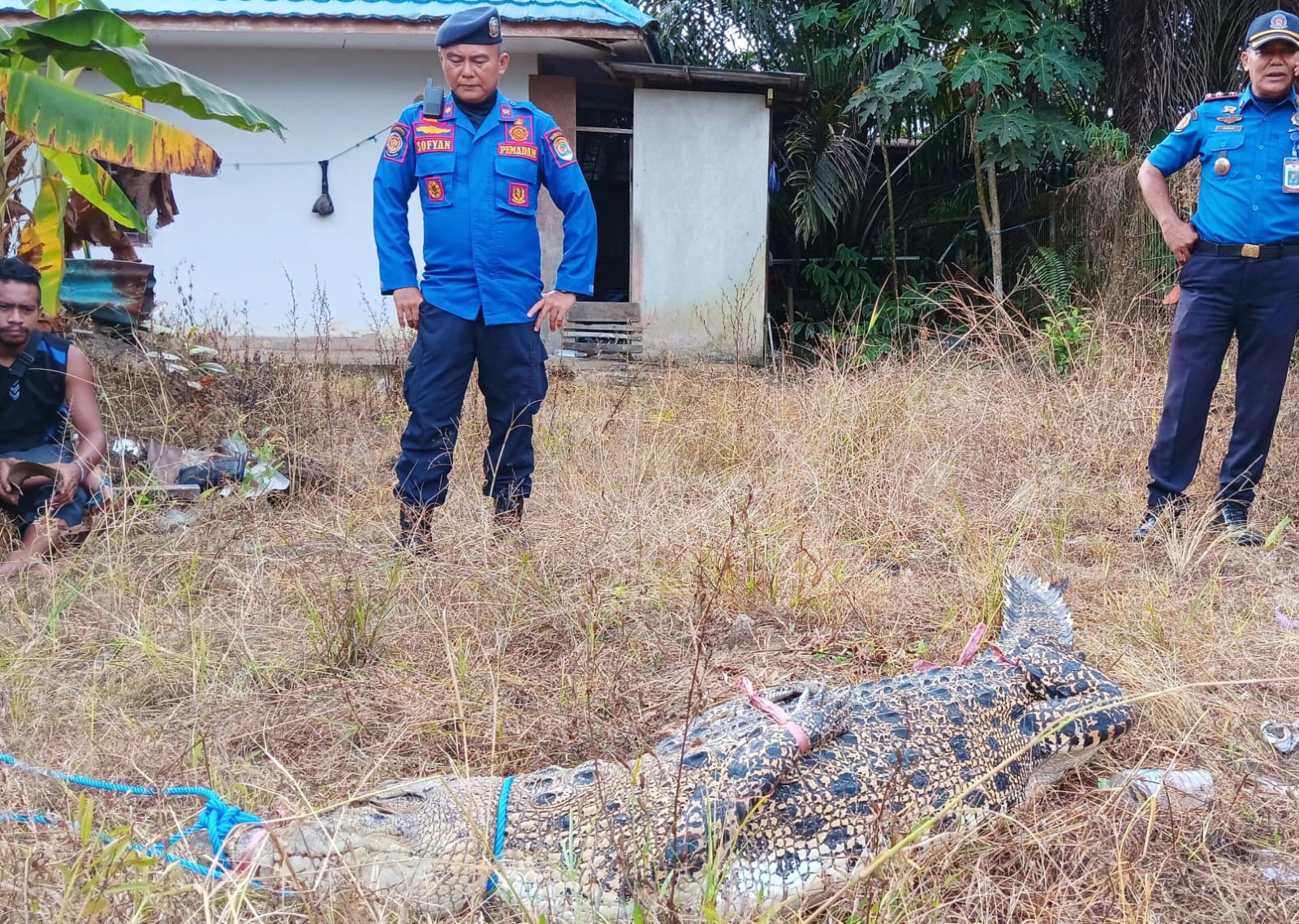 DITANGKAP : Salah satu buaya dari beberapa ekor buaya yang diperkirakan menghuni Embung Persemaian