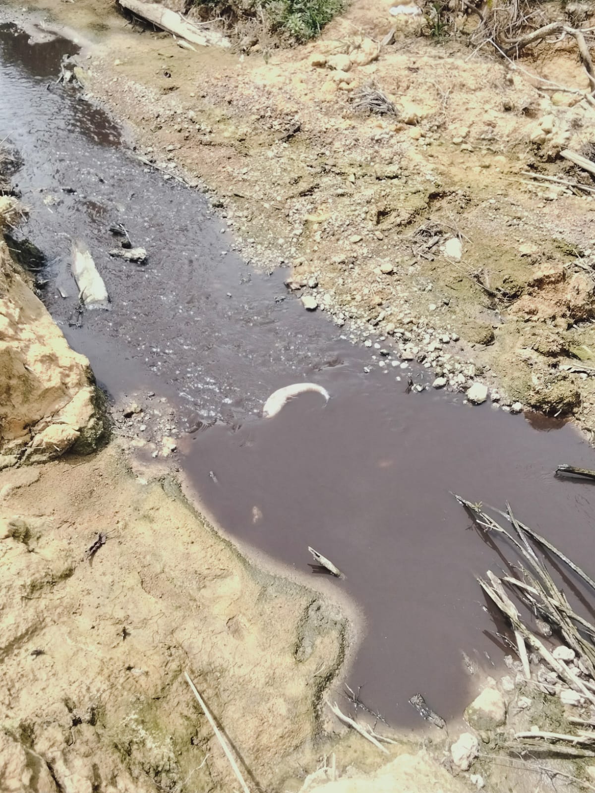 MIRIS : Kondisi sungai Tujung yang menjadi sumber air masyarakat diduga tercemar limbah yang mengakibatkan ikan mati dan membahayakan masyarakat.