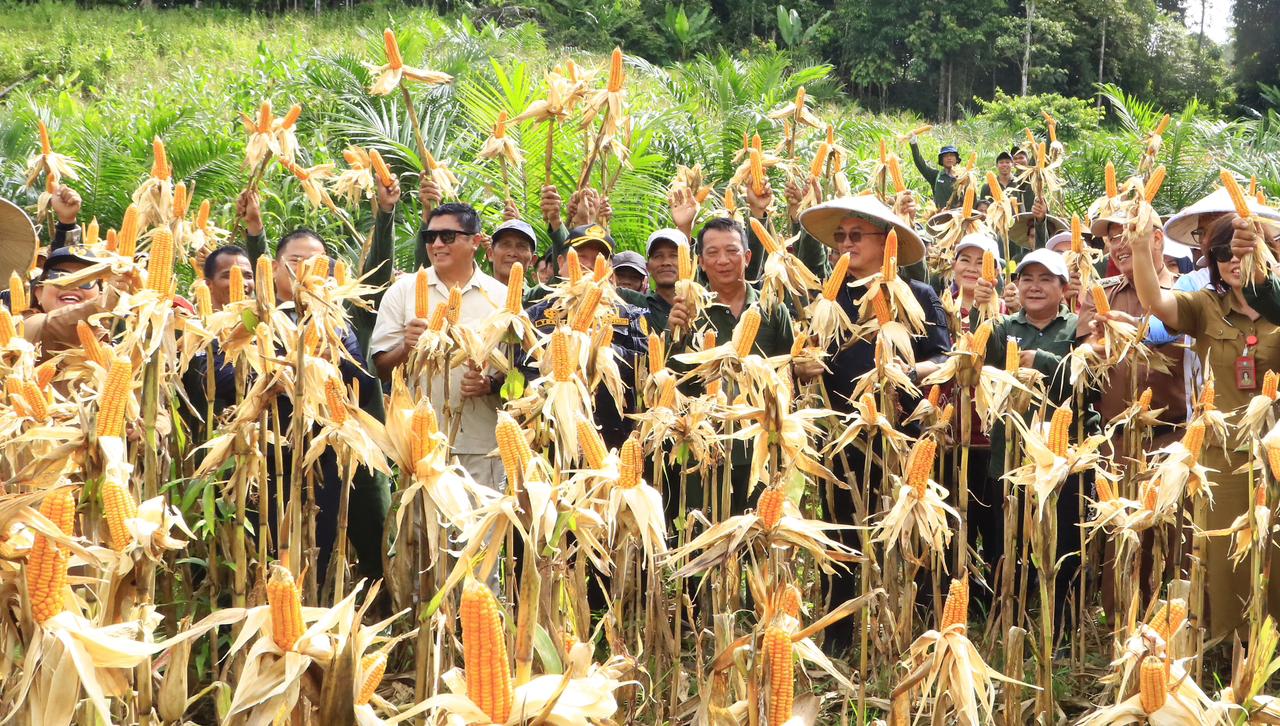 ILUSTRASI: Panen jagung yang dilaksanakan oleh Satgas Pesat Kabupaten Malinau.