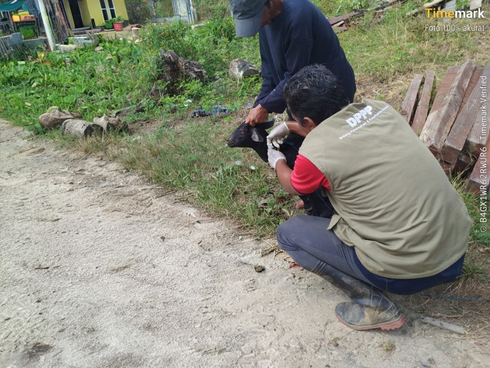 &lrm;KEWASPADAAN: Tim kesehatan DPPP Tana Tidung melakukan pengobatan ke salah satu kambing yang tertular scabies. &lrm;