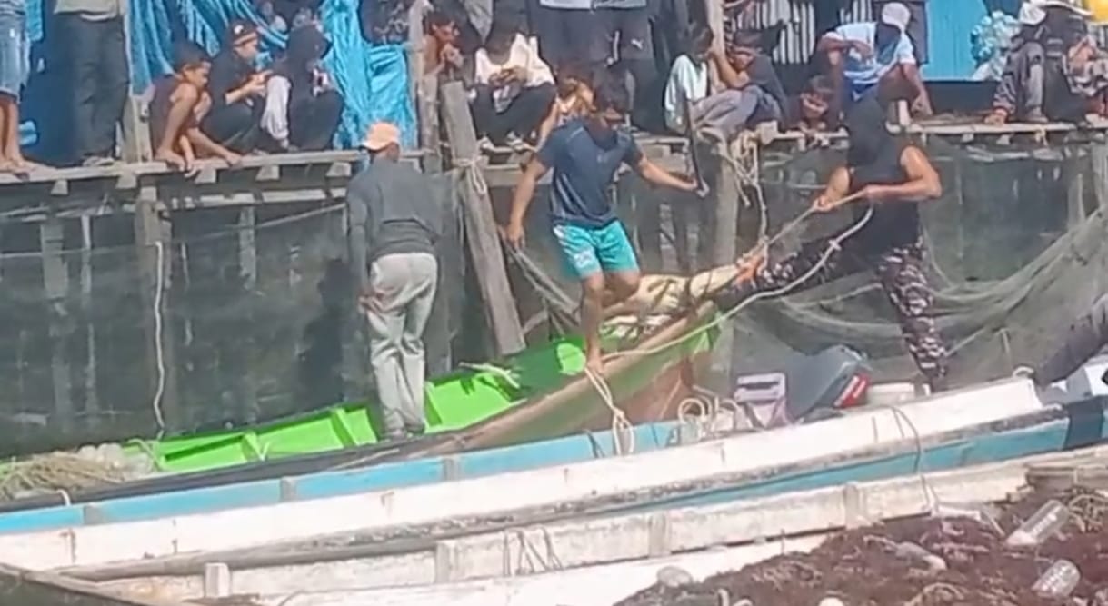PERBURUAN : Warga melakukan pencarian dan menangkap seekor buaya di perairan Mamolo usai adanya anak menjadi korban.