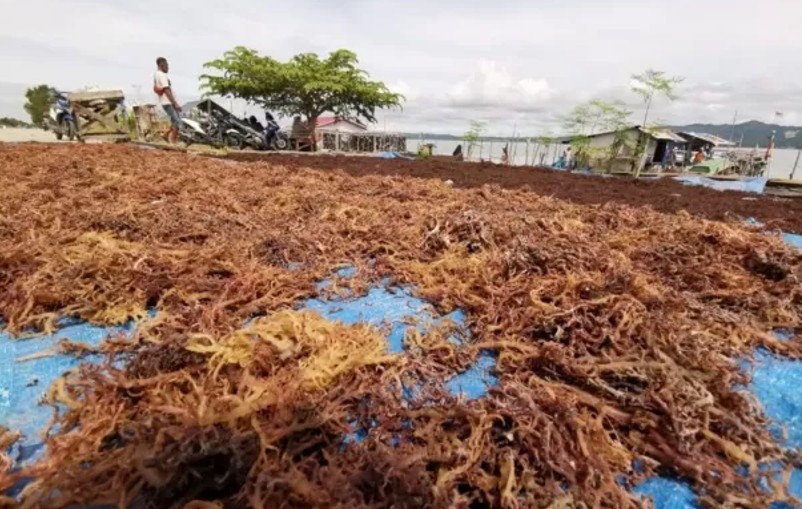 PENOPANG EKONOMI: Produksi rumput laut di Nunukan mengalami lonjakan setiap tahunnya.