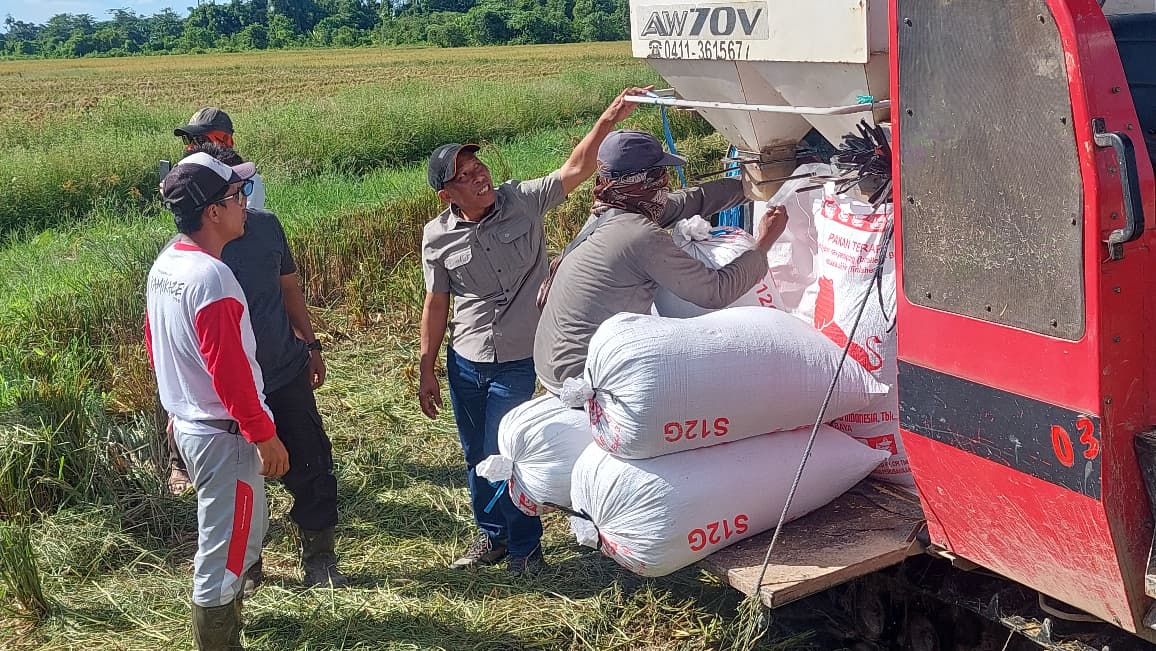 PANEN PADI: Petani di Bulungan panen padi menggunakan alat combine harvester.
