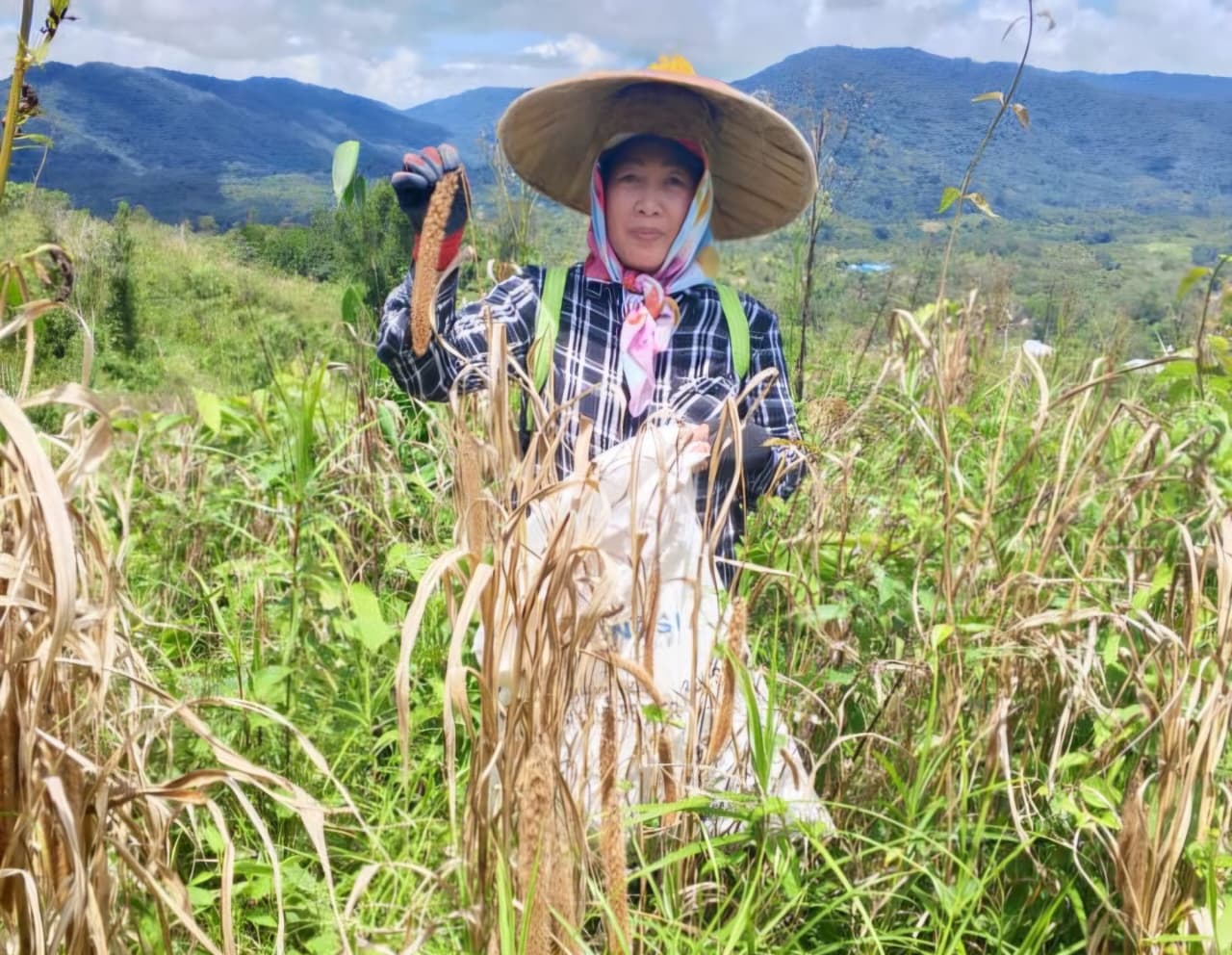 PERDANA : Produk pertanian Jewawut (Binamud) di Desa Long Mutan, Kecamatan Krayan menjadi primadona negeri jiran Malaysia.