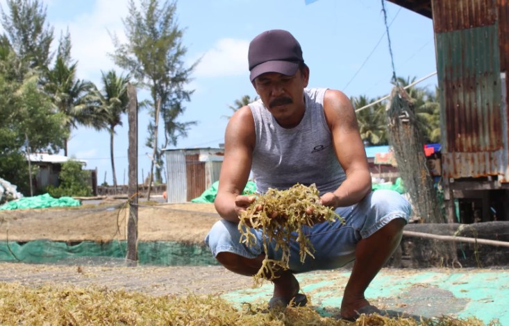 KERING : Ilustrasi petani memegang hasil panen rumput lautnya di Pantai Amal Tarakan.  