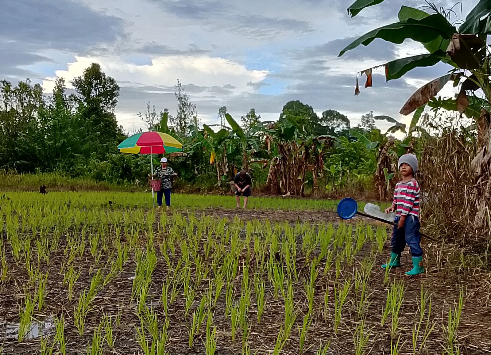 ILUSTRASI: Proses pengolahan lahan oleh warga Malinau yang dialihfungsikan menjadi sawah tanaman padi.