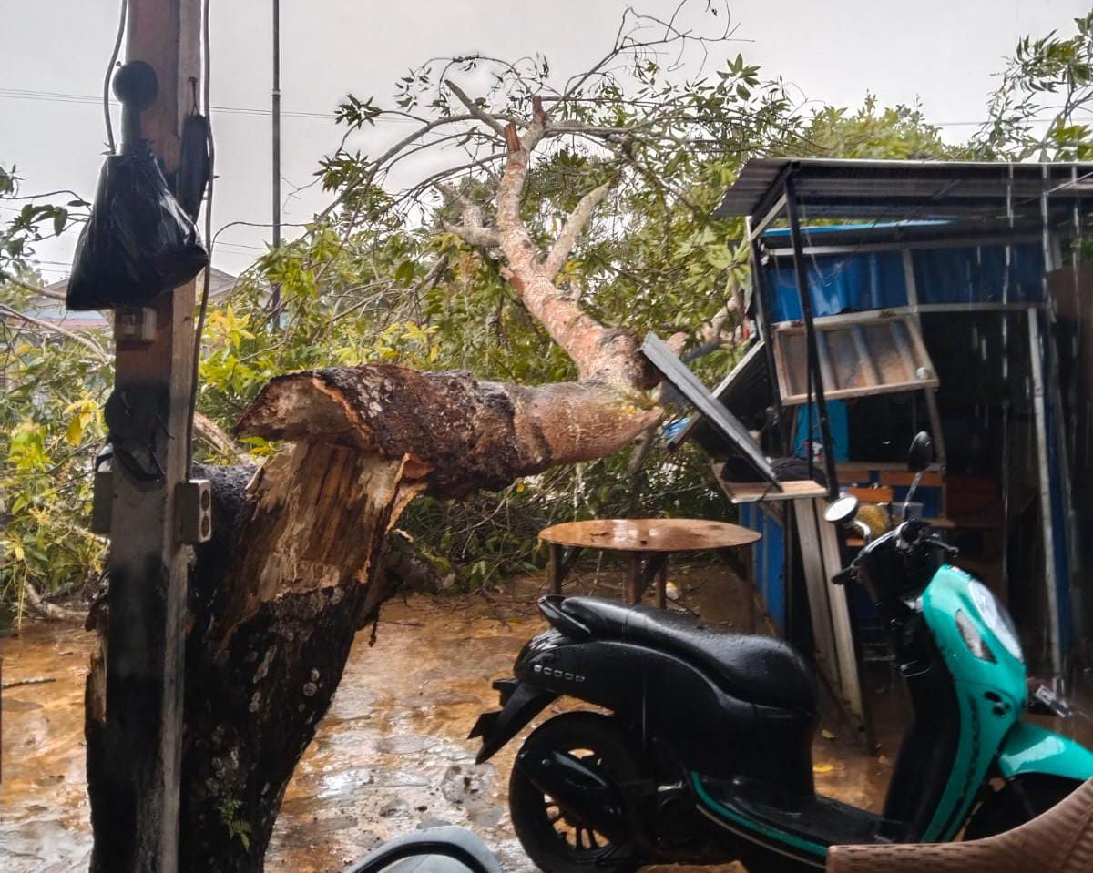 CUACA EKSTREM: Pohon tumbang menghantam booth juala warga.