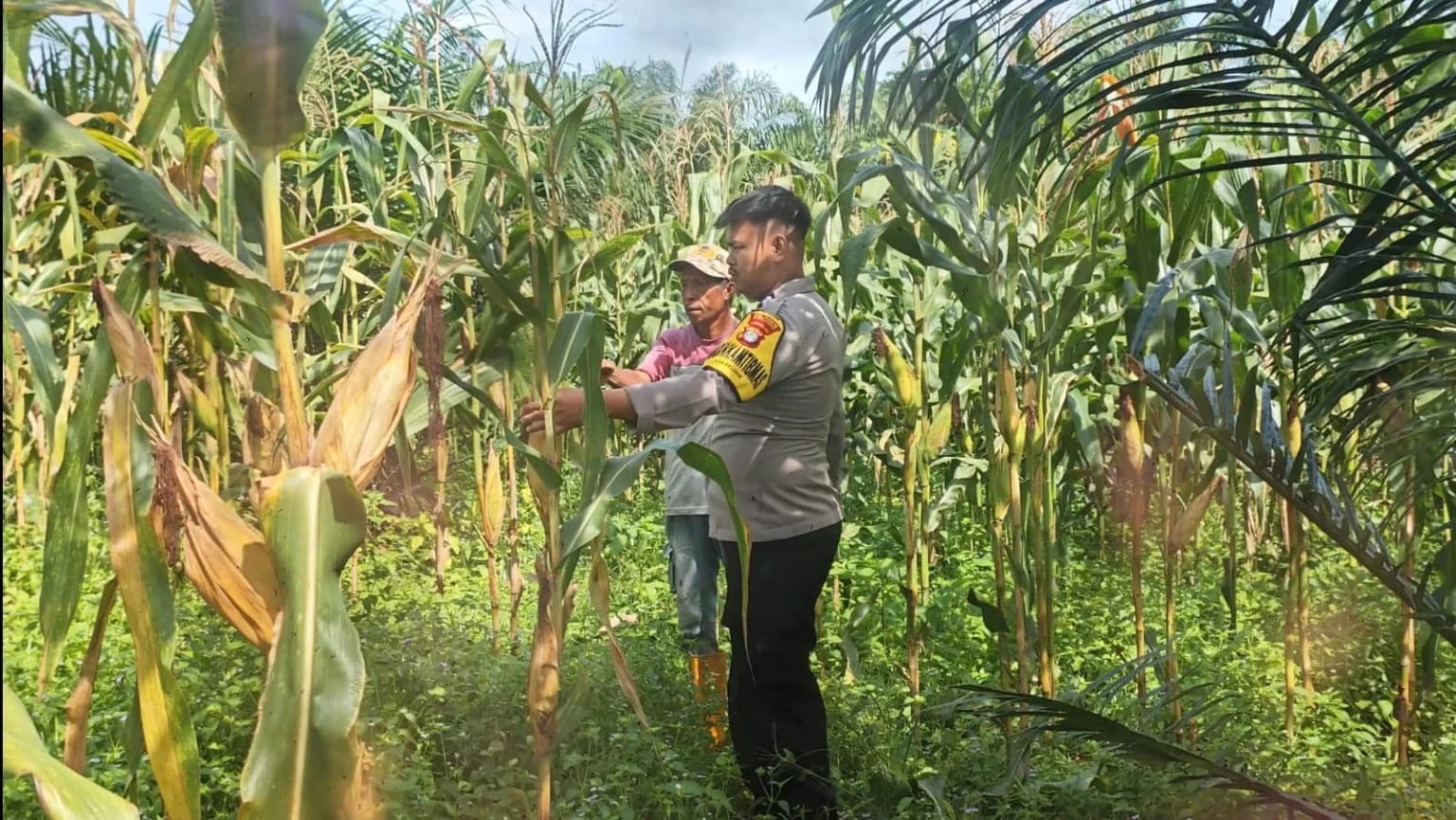 KETAHANAN PANGAN: Personel Polresta Bulungan saat melakukan pendampingan kelompok tani.