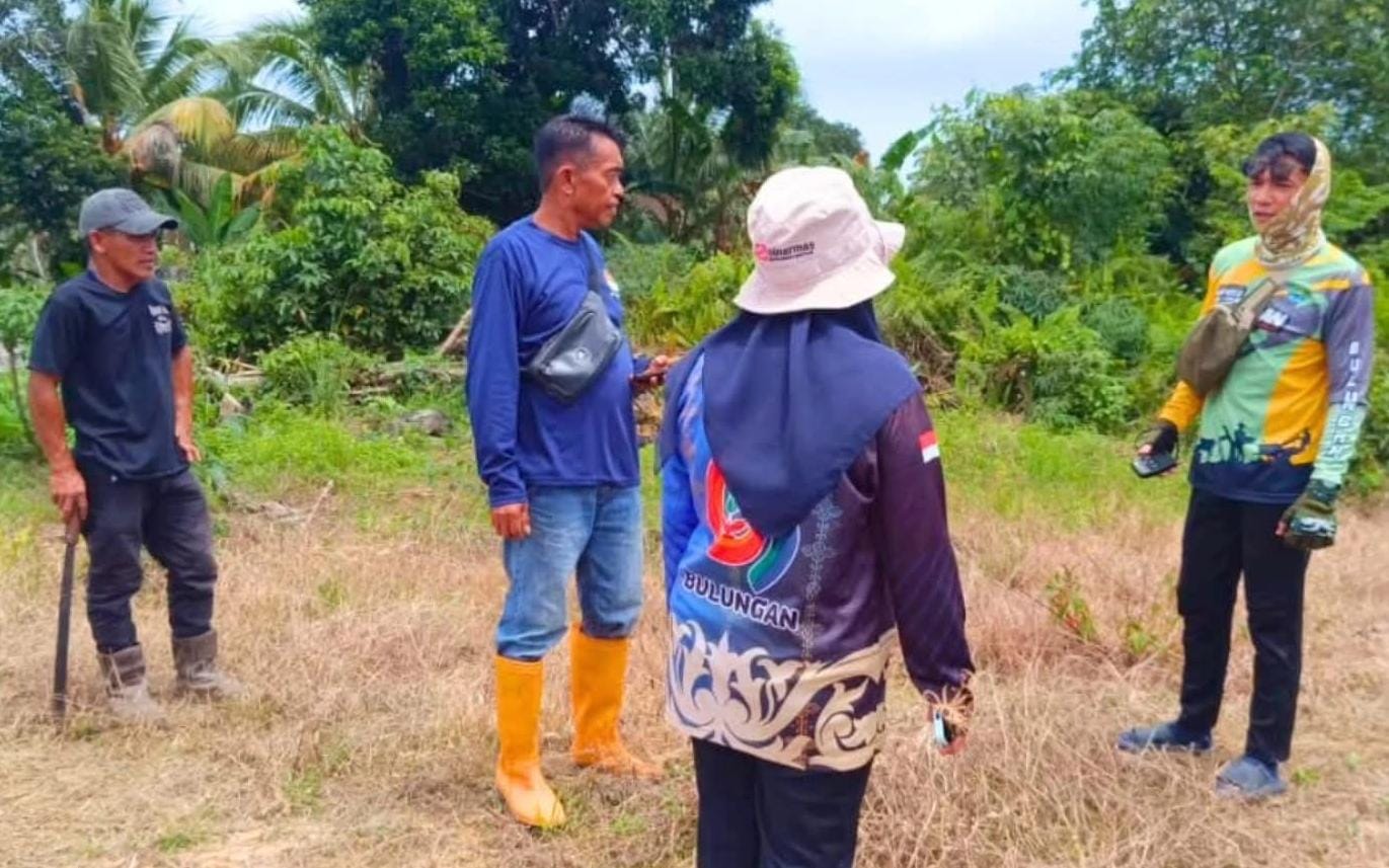 IDENTIFIKASI: Petugas Disperta Bulungan melakukan indentifikasi CPCL sawit dan kelapa.