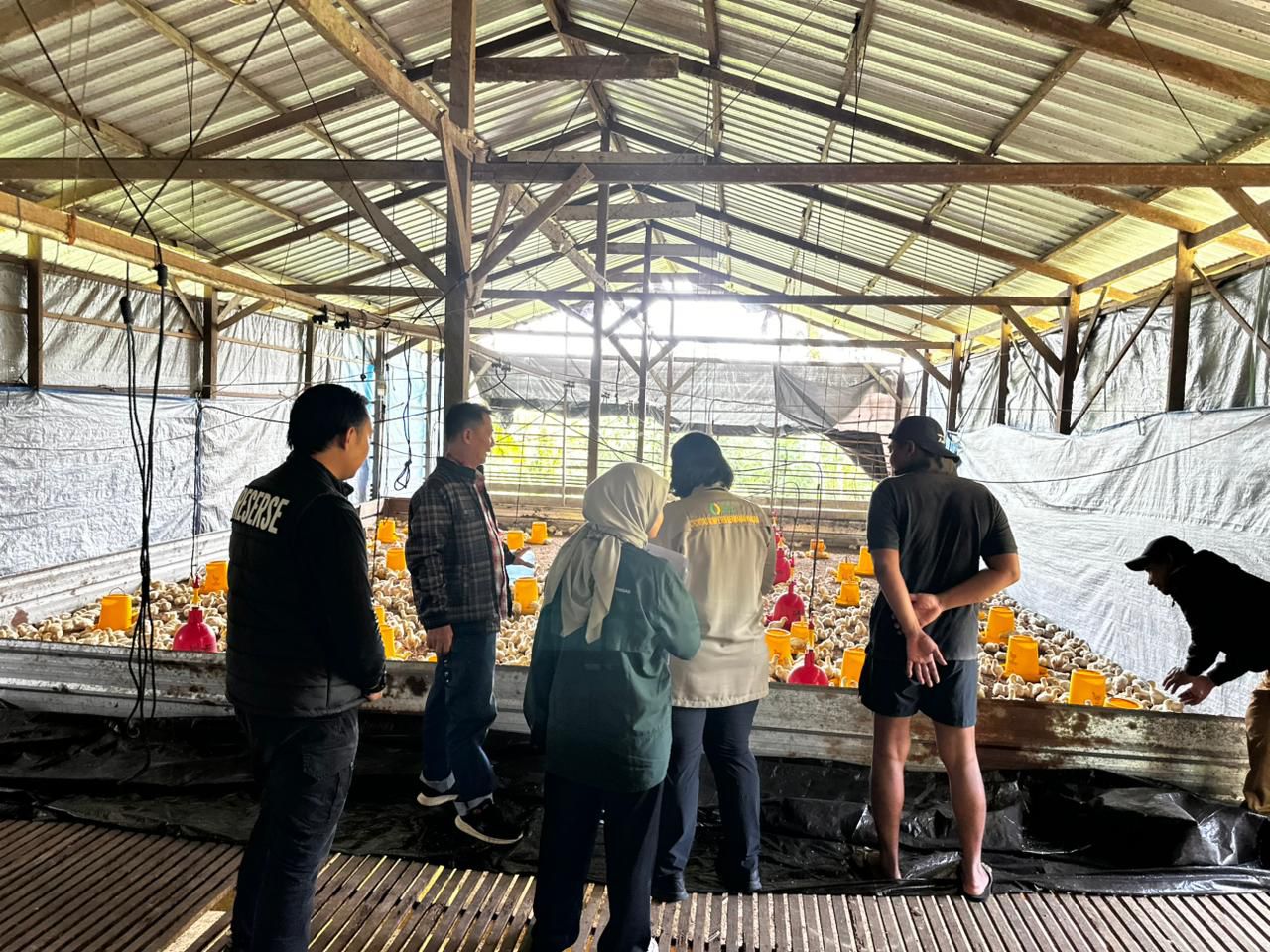 STABIL : Satgas Pangan Kota Tarakan mendapatkan harga ayam broiler di tingkat peternak di Kota Tarakan masih terpantau stabil.