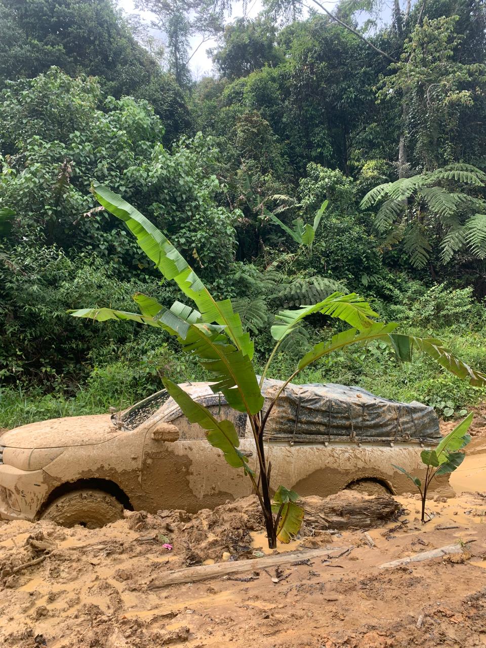 BUTUH PERHATIAN : Kondisi jalan antar kecamatan di Krayan berubah menjadi lahan pertanian, warga pun menanam pohon pisang sebagai bentuk protes.