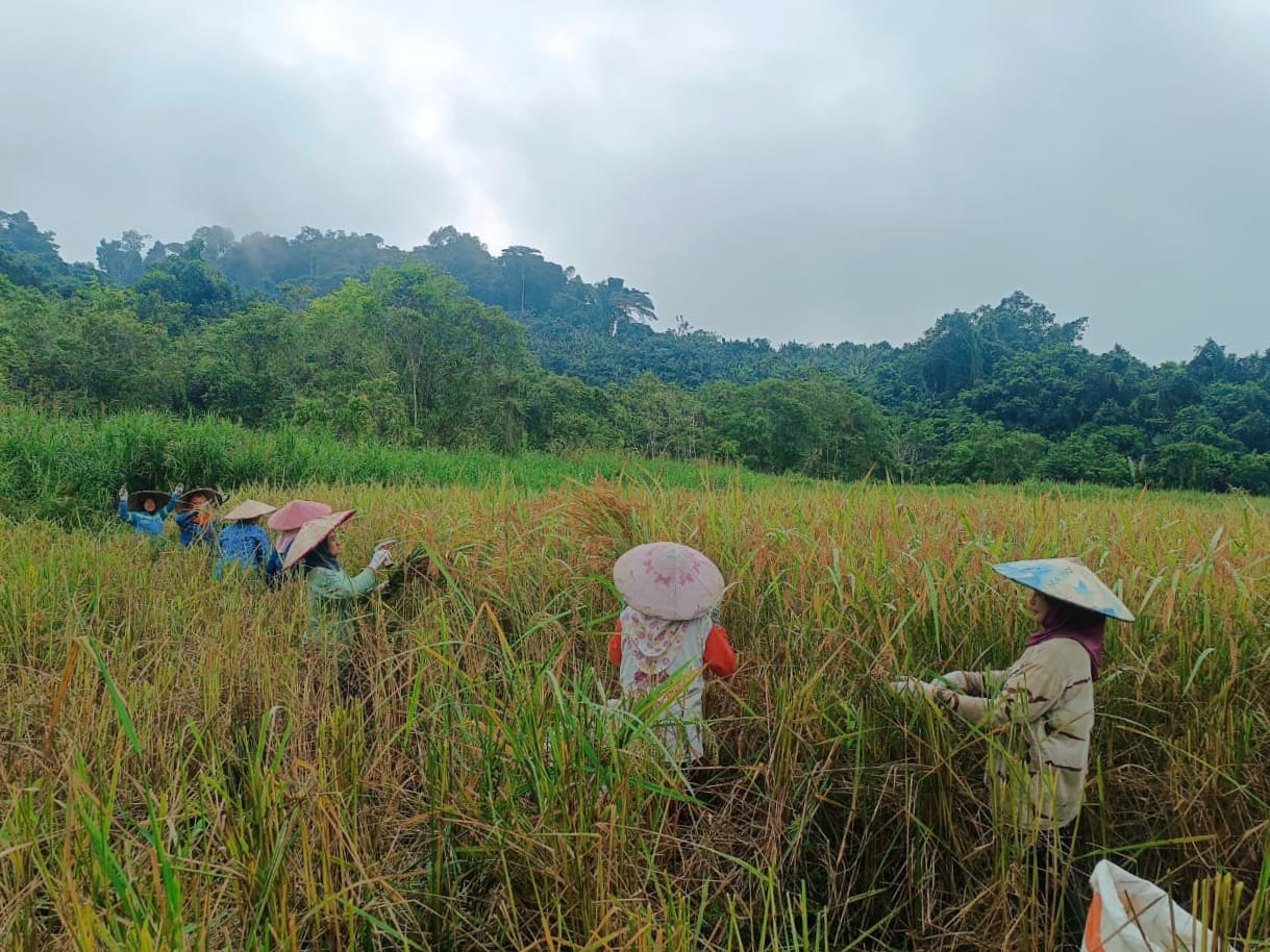 TARGET SWASEMBADA: Petani di Kaltara saat panen padi sawah. 