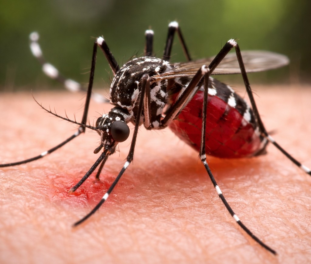 Ilustrasi AI nyamuk Aedes Aegypti penyebab DBD