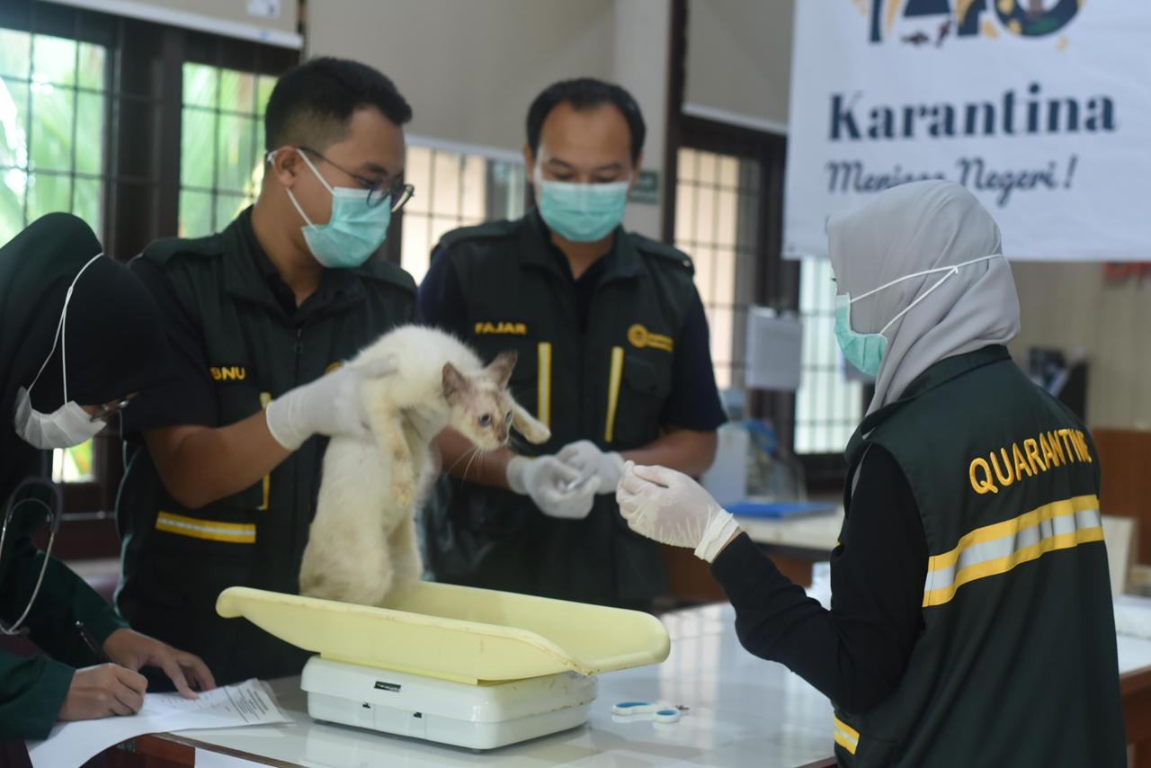 PENGAWASAN : Petugas Karantina Kaltara melakukan pengawasan terhadap hewan maupun produk hewan yang dibawa oleh masyarakat.