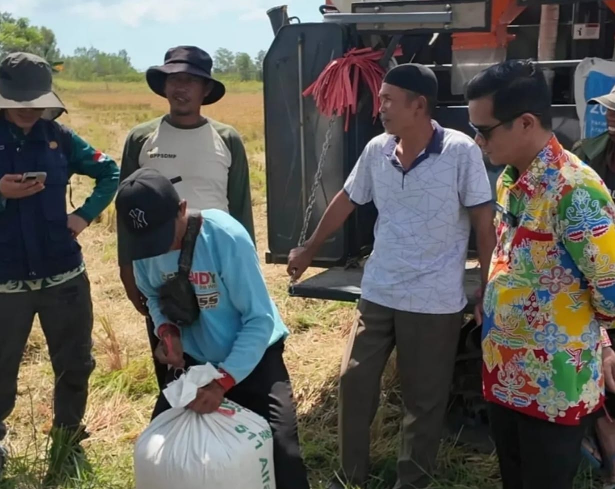 STABILITAS PANGAN : Bupati Nunukan H. Irwan Sabri saat turun langsung pada panen hasil padi milik petani wilayah Mamolo, Nunukan Selatan.  &nbsp;
