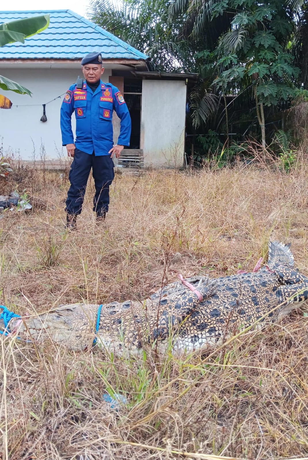 TERKENDALA KEWENANGAN: Evakuasi buaya di Waduk Persemaian beberapa waktu lalu.