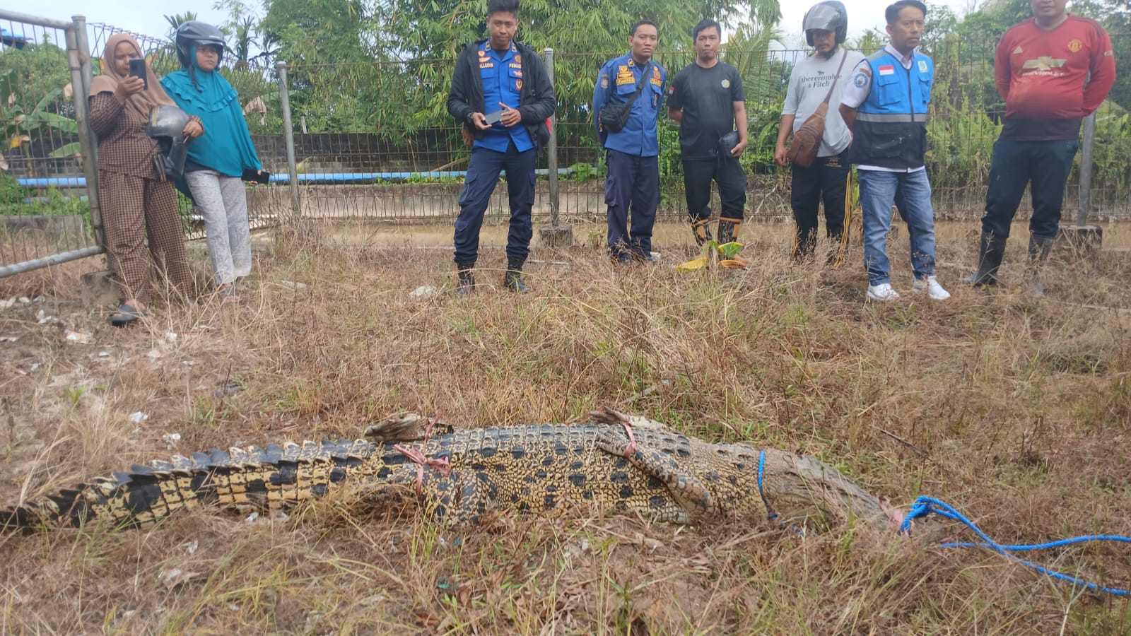 HEWAN BERBAHAYA: Salah satu  proses evakuasi buaya oleh Animal Rescue PMK Tarakan beberapa waktu lalu.