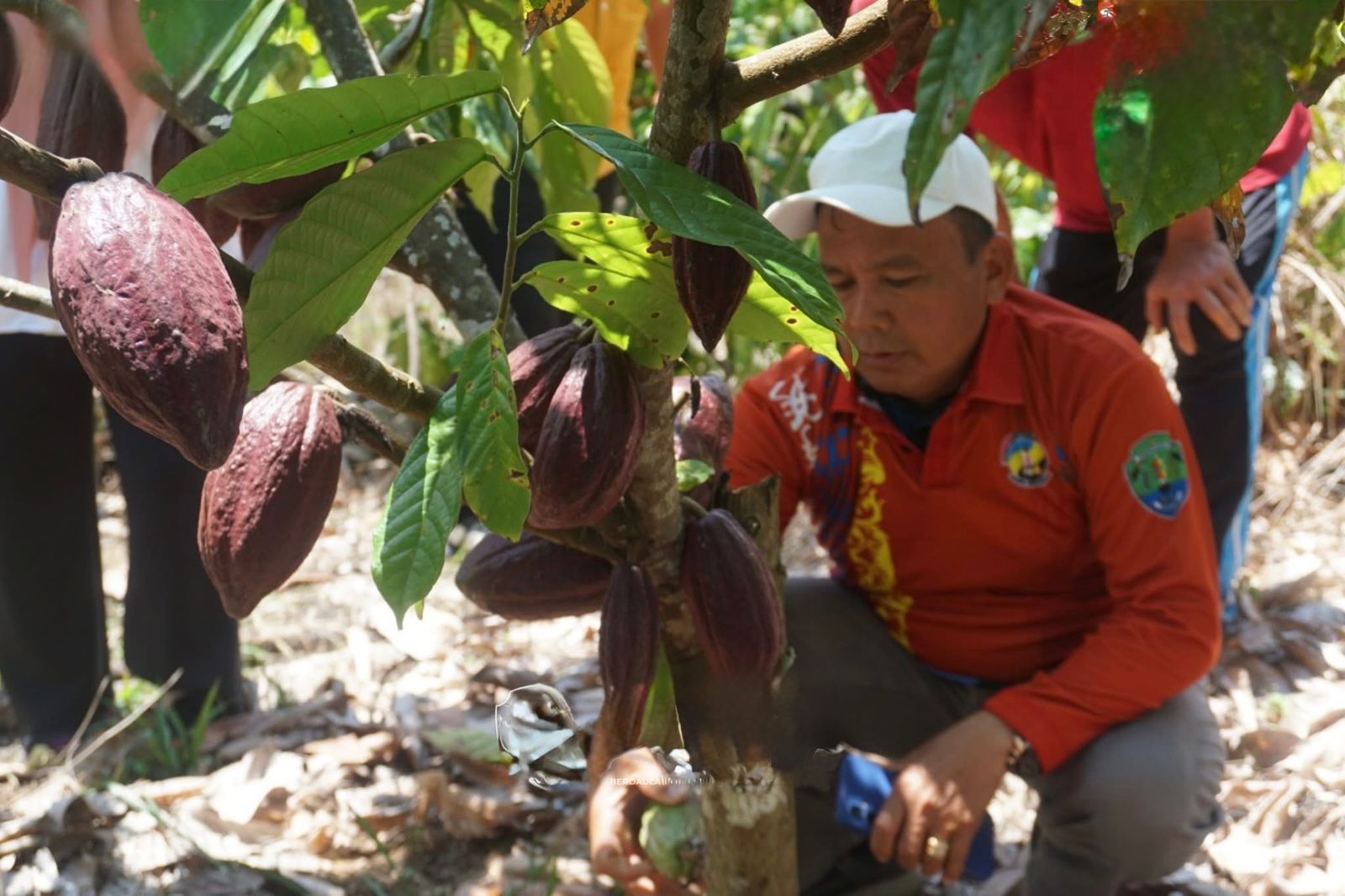 PERTANIAN : Wabup Bulungan, Kilat ketika melihat langsung salah satu kebun kakao milik masyarakat.  (Taslee/Radar Tarakan)  
