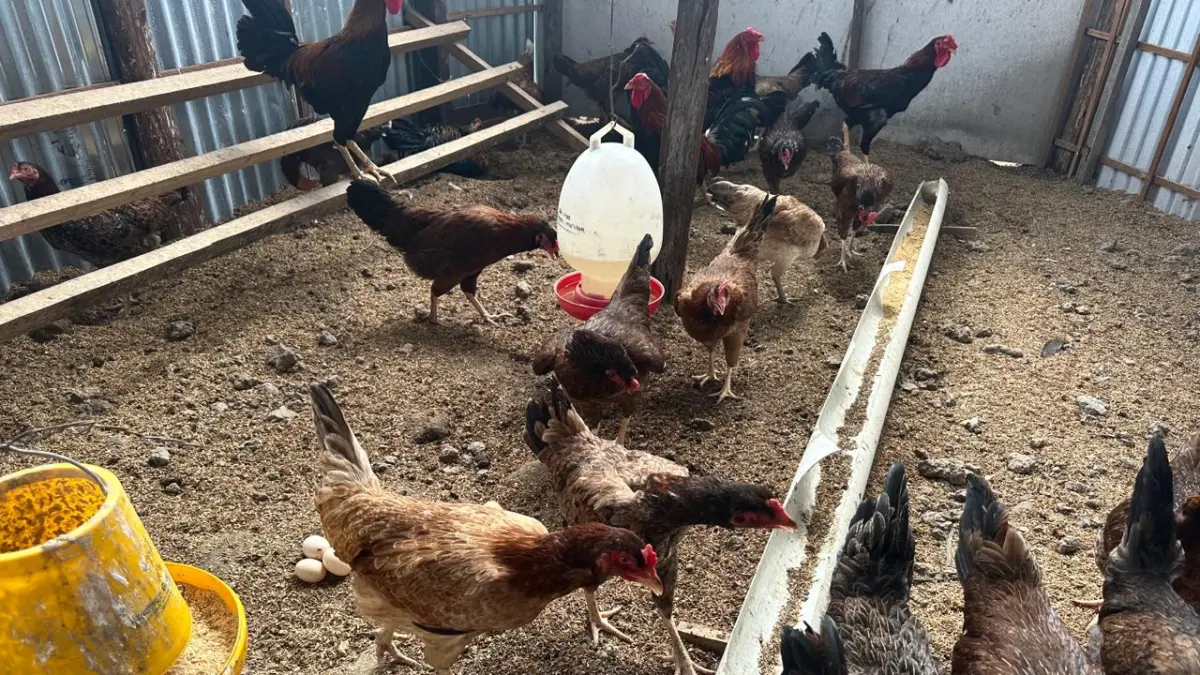 PAKAN: Salah satu ternak ayam petelur di Tanjung Selor. FOTO: DOK WARGA