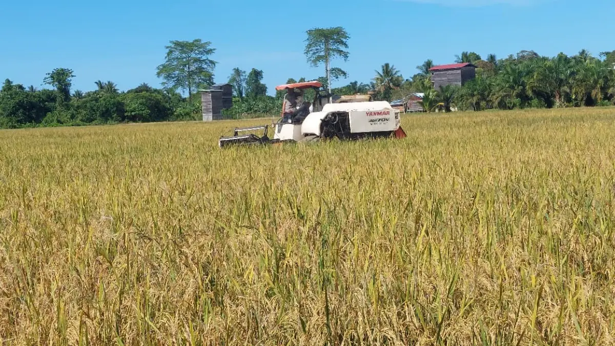 LUMBUNG PANGAN: 0Salah satu kawasan pertanian di wilayah Bulungan. FOTO: DOK PEMKAB BULUNGAN