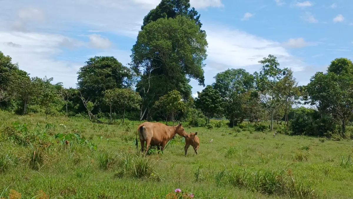 SAPI KURBAN: Pedagang ternak di Tarakan mendukung adanya pasokan sapi kurban. AGUS DIAN ZAKARIA/RADAR TARAKAN