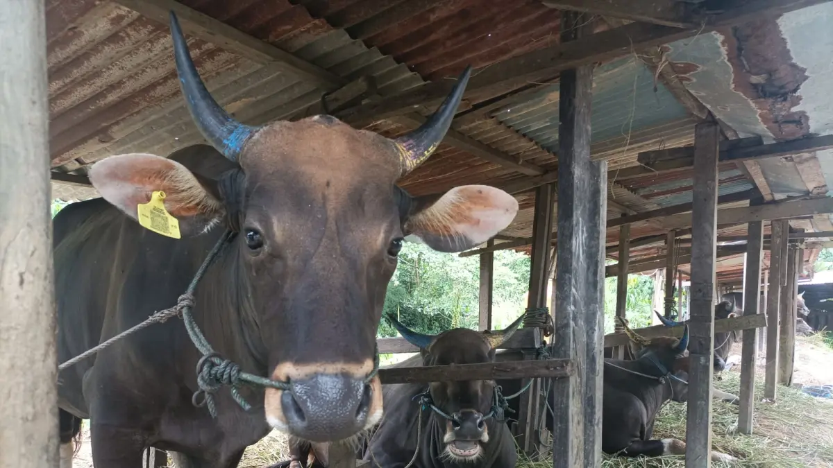 JELANG IDULADHA: Salah satu tempat penjualan hewan ternak di Kota Tarakan. AGUS DIAN ZAKARIA/RADAR TARAKAN
