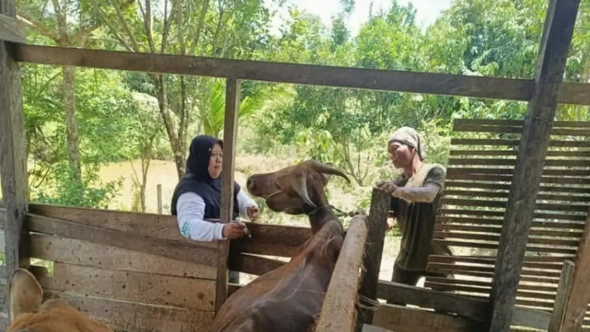 PETERNAK LOKAL: DPP Tana Tidung melakukan vaksinasi kepada seekor sapi. (FOTO: DOK DPPP Tana Tidung)