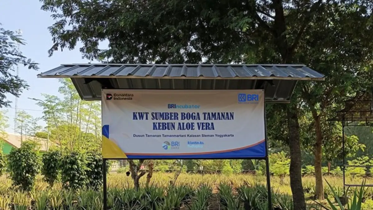 Kebun Aloe Vera milik KWT Sumber Boga Tamanan di Sleman menjadi pusat pemberdayaan perempuan, sekaligus sumber lahirnya berbagai produk bernilai ekonomi dengan dukungan BRI.