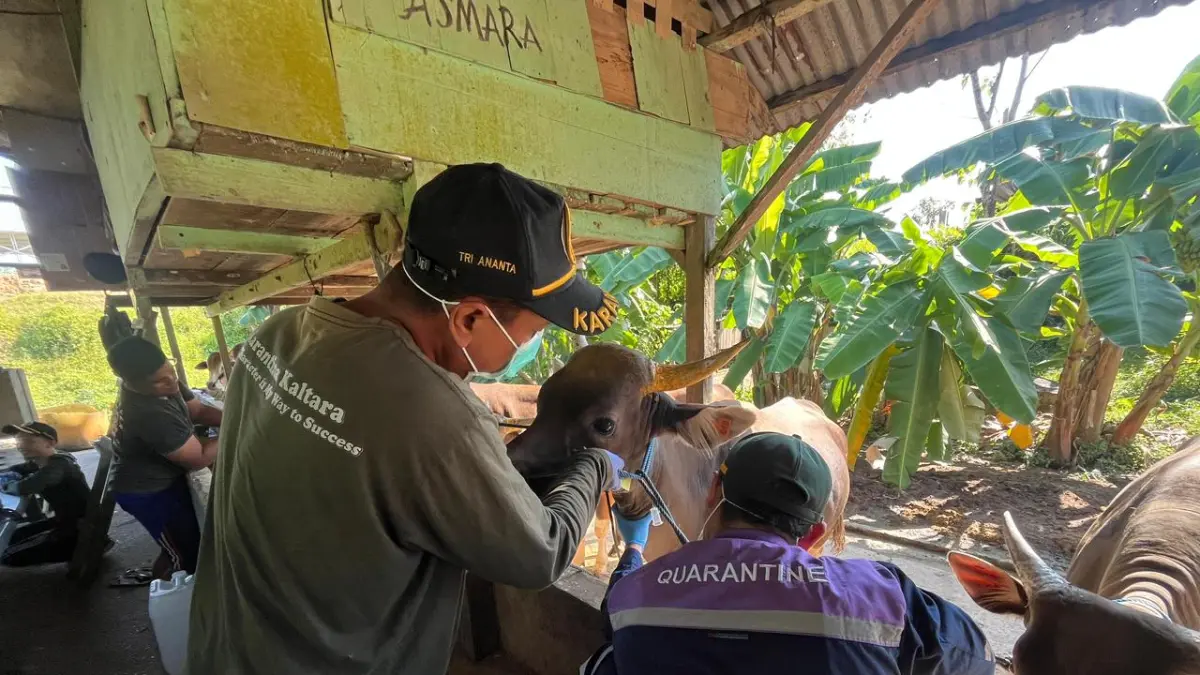 PELACAKAN : Sapi yang masuk ke Tarakan akan dipasangi penanda khusus berupa ear tag berbarcode untuk memungkinkan identifikasi cepat terkait asal, lokasi, hingga kepemilikan ternak. ELIAZAR/RADAR TARAKAN