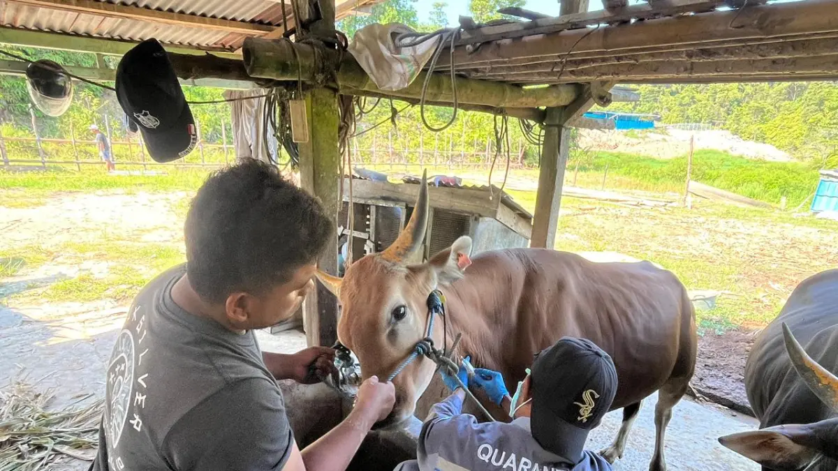 UJI KESEHATAN: Karantina Kaltara memastikan sapi yang masuk di Tarakan untuk kebutuhan idul adha dalam kondisi yang aman. ELIAZAR/RADAR TARAKAN&nbsp;