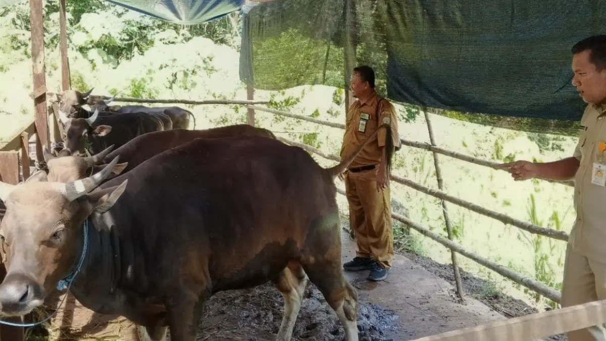 HEWAN KURBAN: Kandang sapi Widodo salah satu pedagang mendapat kunjungan dari Dinas Pertanian Tana Tidung tahun lalu (DOK RADAR TARAKAN)