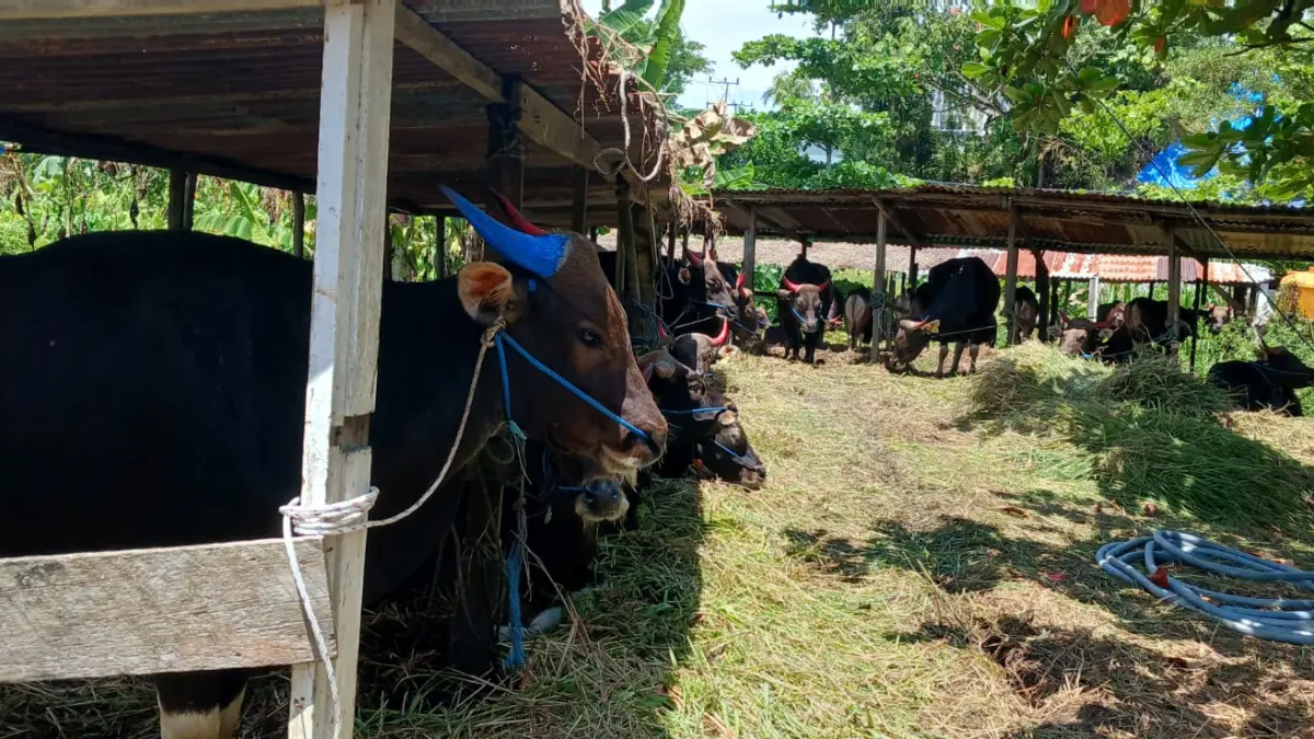 BELUM IDEAL: Kondisi salah satu kandang penjualan hewan ternak di Kota Tarakan. AGUS DIAN ZAKARIA/RADAR TARAKAN