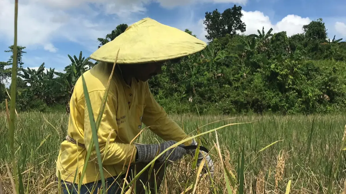 ILUSTRASI: Panen padi oleh petani di Kabupaten Malinau. FOTO: DIPA/RADAR TARAKAN
