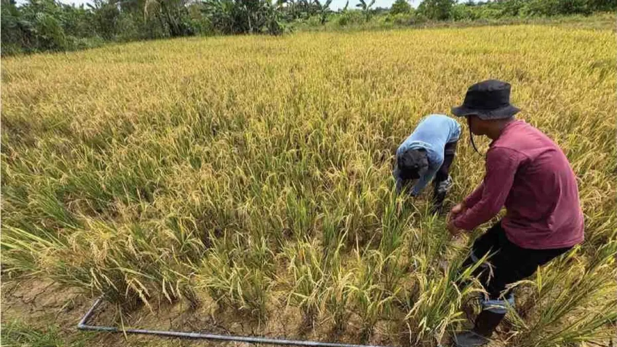 PENDATAAN: Petugas BPS Bulungan melakukan pengawasan pendataan ubinan padi. FOTO: DOK BPS BULUNGAN
