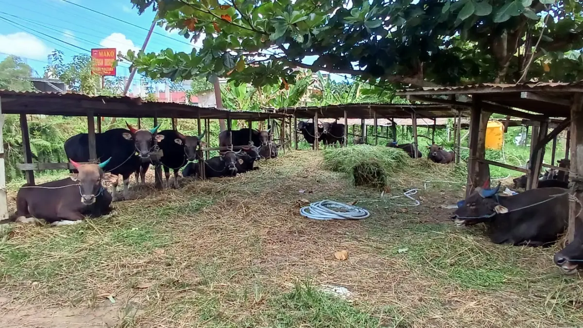 HEWAN TERNAK:&nbsp; Salah satu tempat penjualan sapi di Kota Tarakan. AGUS DIAN ZAKARIA/RADAR TARAKAN
