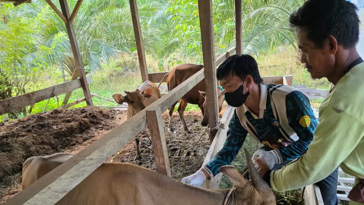 DIVAKSIN: Bidang Peternakan, Distan Malinau saat melakukan vaksinasi kepada sapi kurban di peternakan warga Malinau. FOTO: DIPA/RADAR TARAKAN