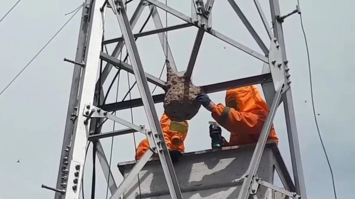 SARANG TAWON: &nbsp;Proses evakuasi sarang tawon pada menara sutet di Kota Tarakan. ISTIMEWA