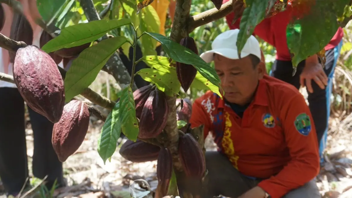 KAKAO : Wakil Bupati Bulungan Kilat, ketika mengunjungi salah satu perkebunan kakao. Pemerintah mendorong produksi kakao terus meningkat.
(Taslee/Radar Tarakan)