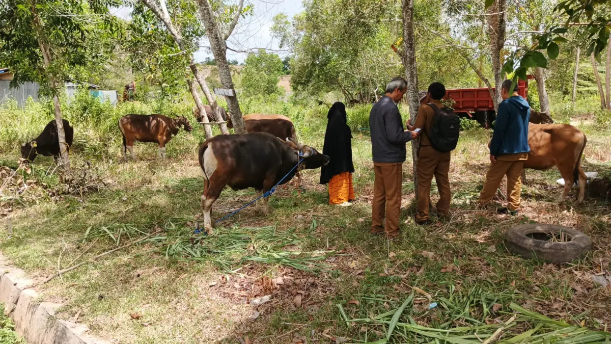 PENGECEKAN : Tim tenaga medik veteriner dan paramedik veteriner melakukan pemantauan intensif terhadap hewan kurban.&nbsp;