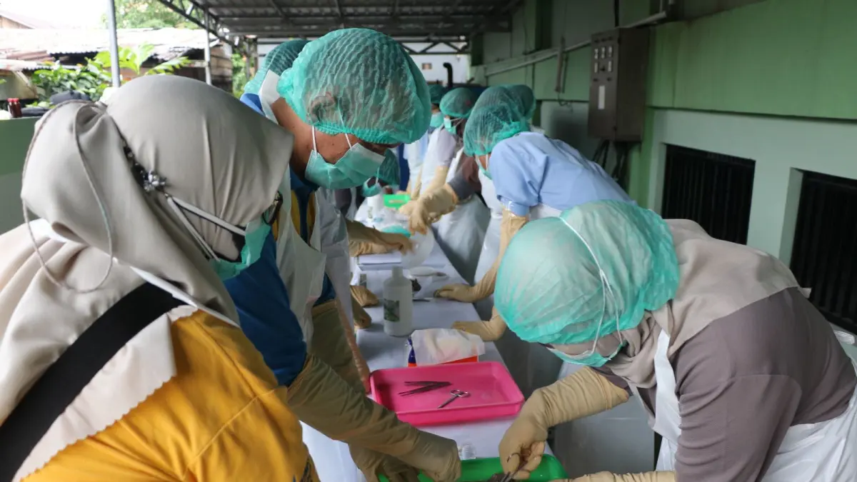 DITEMUKAN : Dinkes Tarakan menemukan 2 kasus penyakit Leptospirosis hingga Mei 2026.&nbsp;