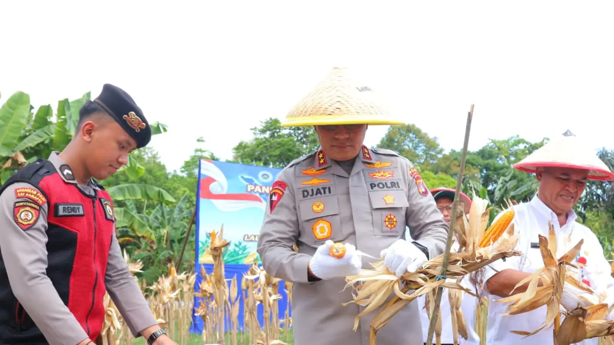PANEN: Kapolda Kaltara Irjen Pol Djati Wiyoto Abadhy saat memanen jagung. FOTO: DOK POLDA KALTARA