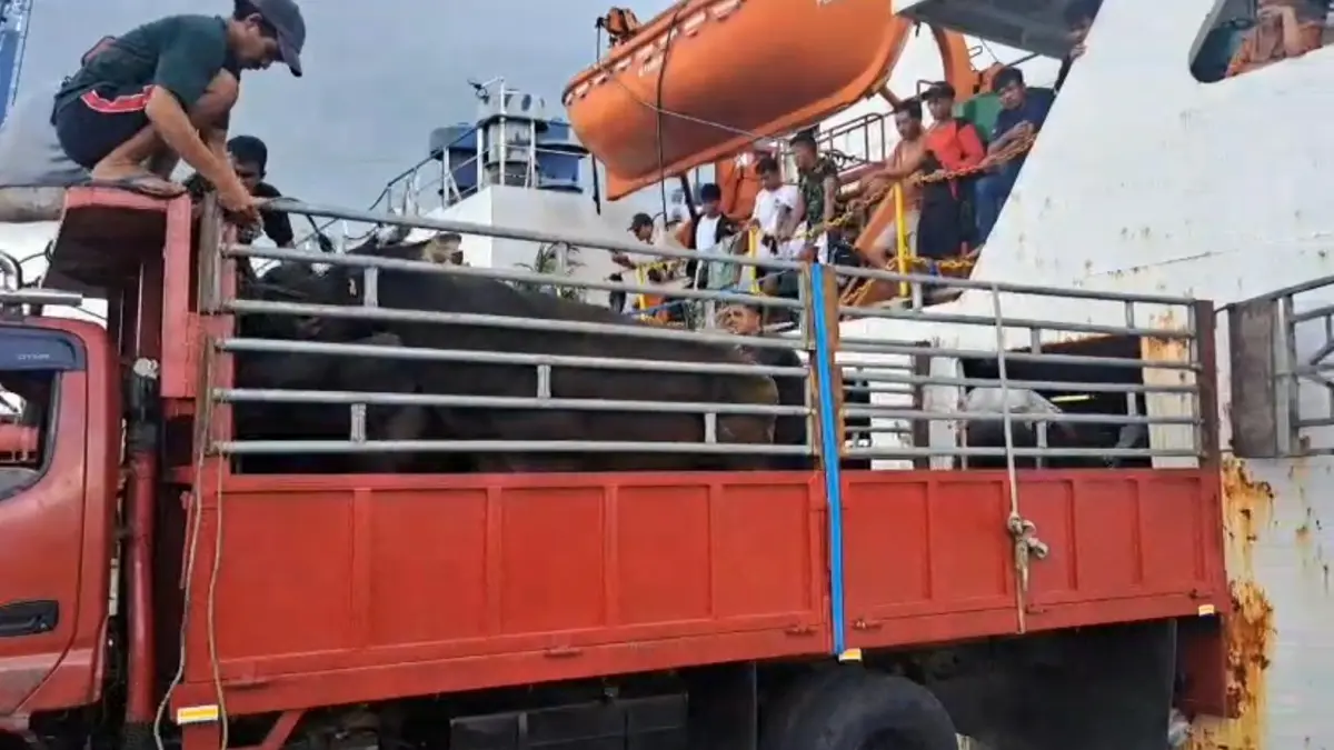 PELANGGARAN: Karantina Kaltara menemukan pelanggaran dalam lalu lintas ternak di Kaltara juga kerap terjadi dalam bentuk ketidaksesuaian dokumen dan distribusi di lapangan. ISTIMEWA&nbsp;